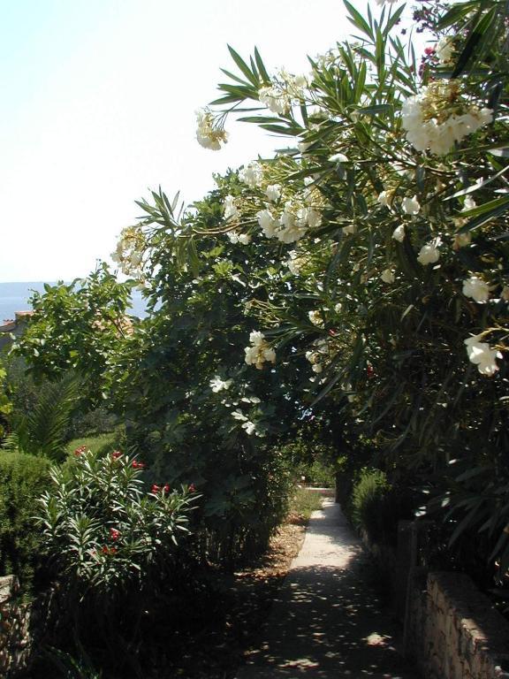 Apartments Cacija Trogir Zewnętrze zdjęcie